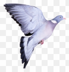 Largest Collection Of Free - Toedit Barren Stickers Emoji,Flying Emoji Up Plane Taking Off