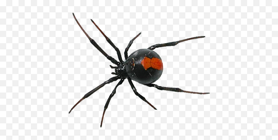 Hellavondeath Blackwidow Black Widow - Spider Png Transparent Emoji,Black Widow Emoji