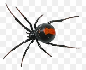 Hellavondeath Blackwidow Black Widow - Spider Png Transparent Emoji,Black Widow Emoji