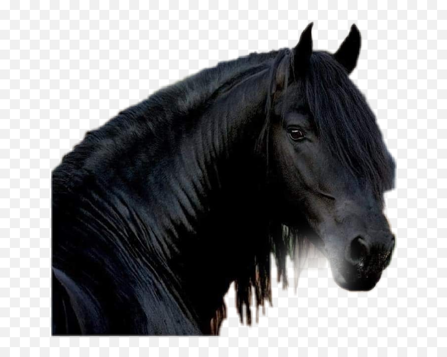 Black Horse Sticker By Lali Cicek - Picsart Black Horse Png Emoji,Black Horse Emoji