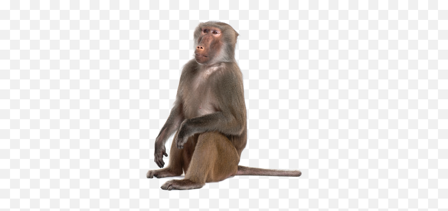 Laughing Black Monkey Transparent Png - Transparent Baboon Png Emoji,Sitting Monkey Emoji