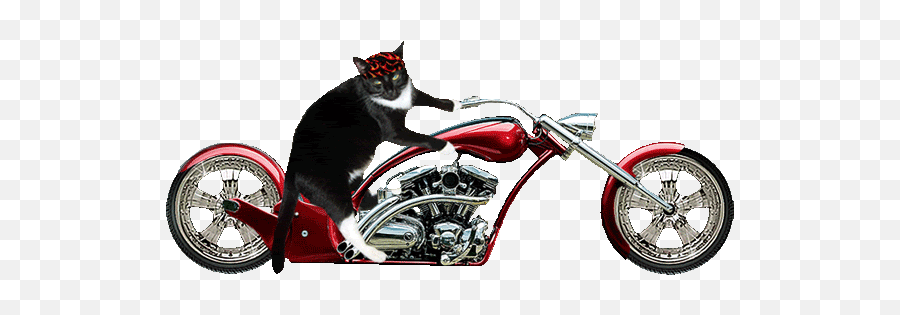 Top Tony Tony Chopper Stickers For Android U0026 Ios Gfycat - Transparent Animated Motorcycle Gif Emoji,Biker Emoji