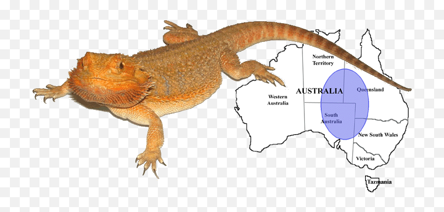 Bearded Dragon - Australian Desert Bearded Dragon Emoji,Do Bearded Dragons Change Color Do To Emotion