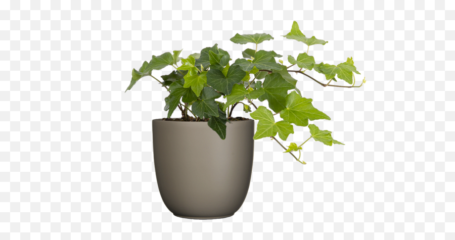 Hedera Ivy Plant Care U0026 Tips Plantsome Emoji,Poison Ivy Leaf Emoticon