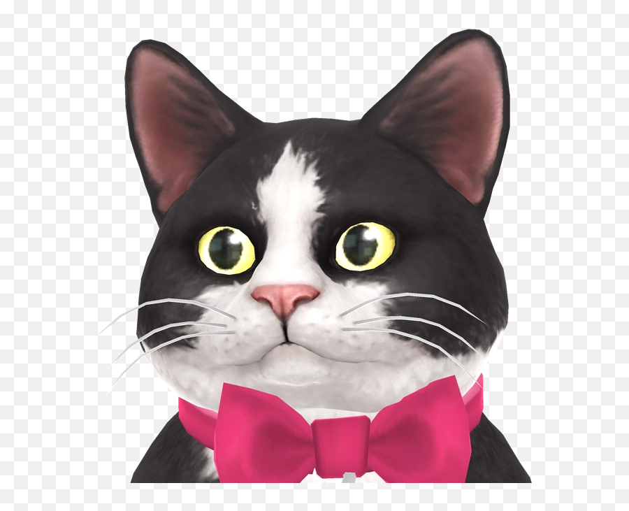 Whiskers Not Showing Up - Cat Apparel Emoji,What Does A Green Cat Hat Emoji Mean