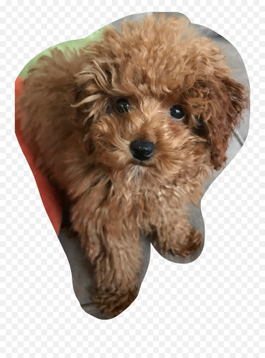 Popular And Trending - Soft Emoji,Labradoodle Emoji