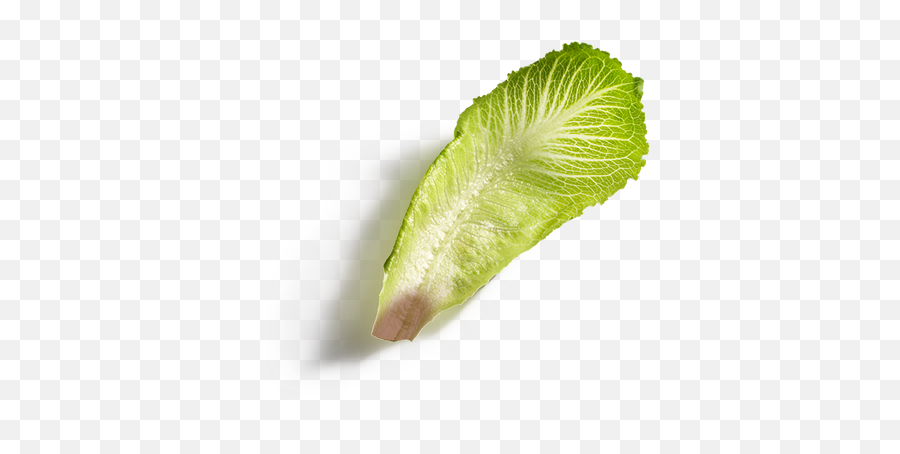 Go - Tan Products Fresh Emoji,Head Of Lettuce Emoji