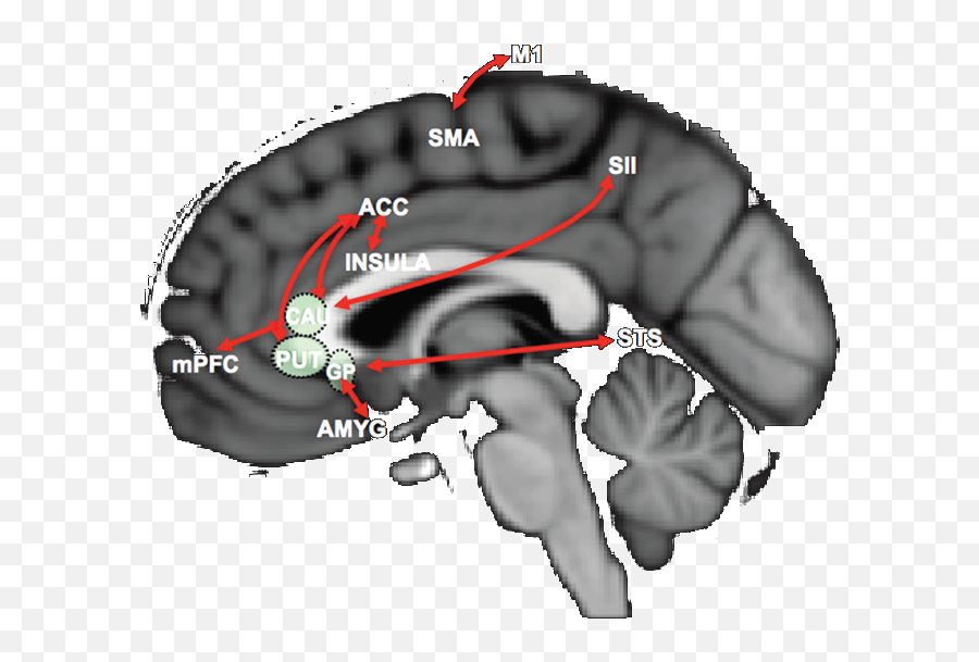 Pedro Montoya Emoji,Brain Activity For Different Emotions