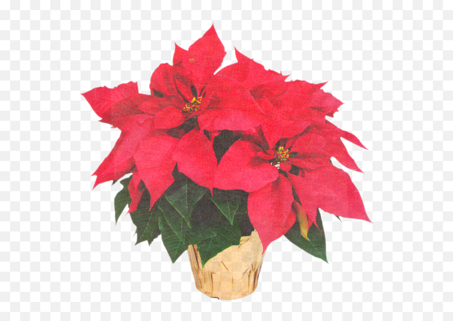 Poinsettia Transparent Flower Crown - Price For Poinsettias At Lowes Emoji,Poinsettia Emoji