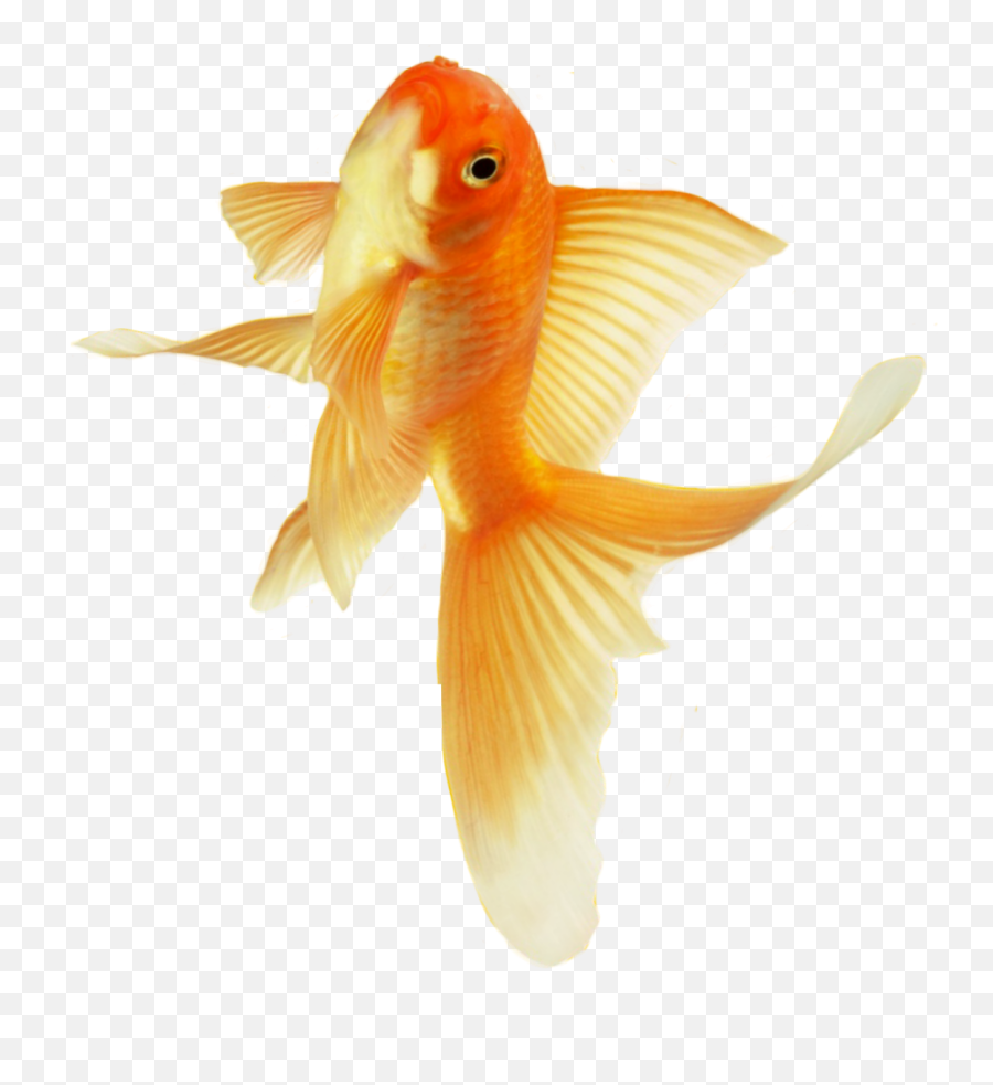 Fish Fishes Fishing Orange Sticker By Hola - Goldfish Emoji,Fishing Emoji Images