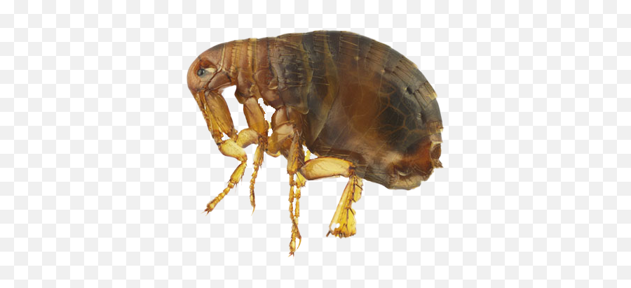 Flea No Background - Insect Has The Biggest Penis Emoji,Flea Emoji