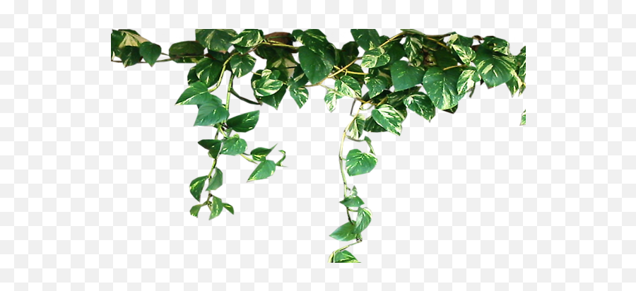 Good - Transparent Aesthetic Plant Png Emoji,Dreadhead Emoji