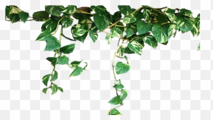 Good - Transparent Aesthetic Plant Png Emoji,Dreadhead Emoji