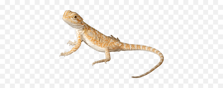 Inland Bearded Dragon - Bearded Dragon Lizard Png Emoji,Do Bearded Dragons Change Color Do To Emotion