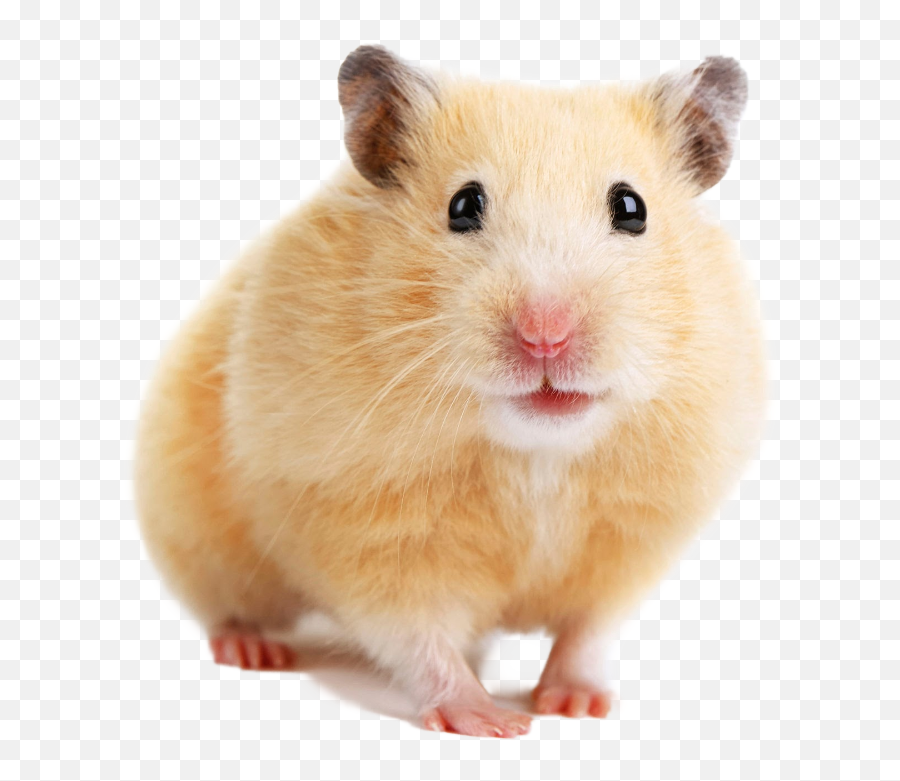 Hamsters - Whats The Difference Between A Hamster Emoji,Gerbil Tail Emotions