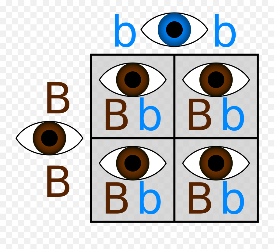 Standard 31 32 And 33 - Biology Standards Punnett Square Brown And Blue Eyes Emoji,Blackberry Emoticon Translation