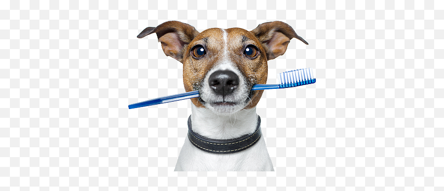 Randomness - Dog Brushing Teeth Png Emoji,Dog Dog Heart Emoji Puzzle