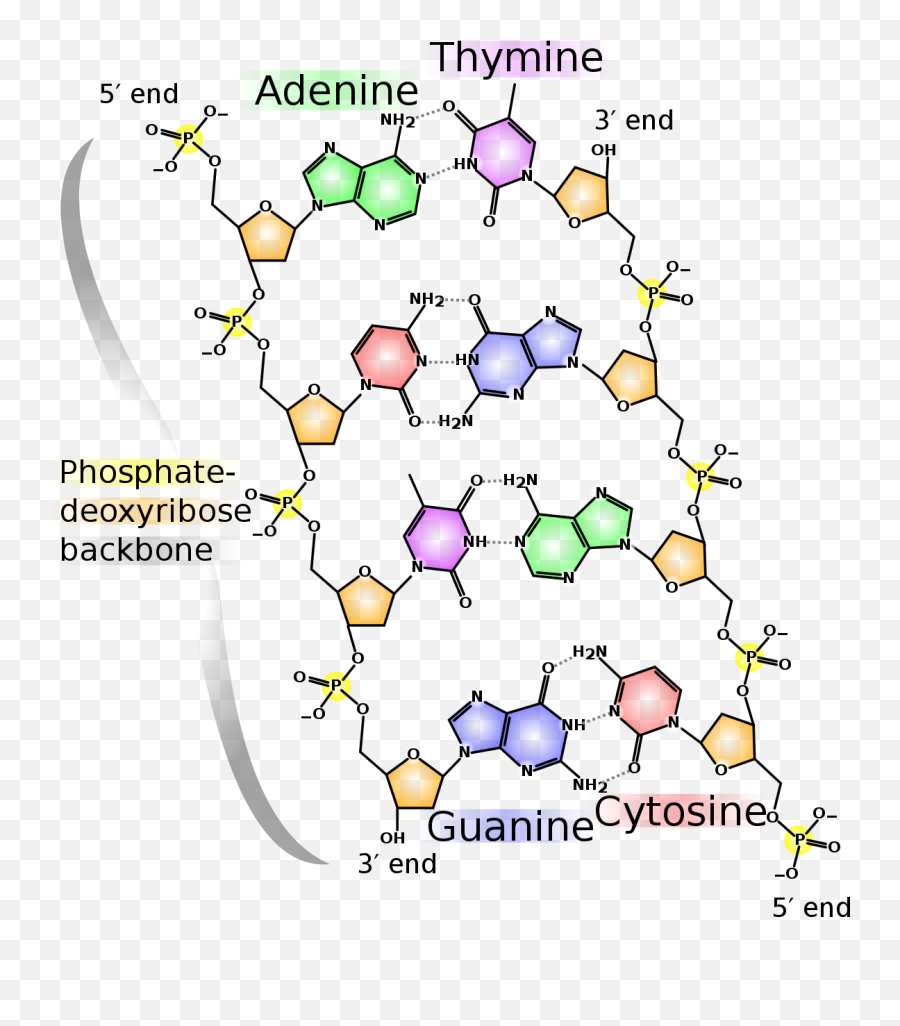 Dna - Dna Chemical Structure Emoji,Emoticon Dna Strand