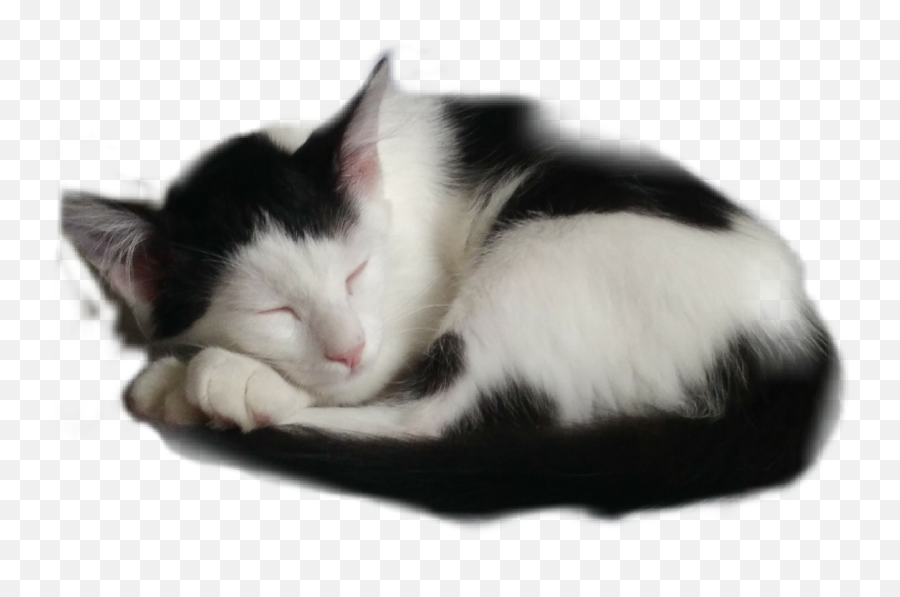 Cat Sleeping Sticker - Soft Emoji,Sleeping Cat Emoji