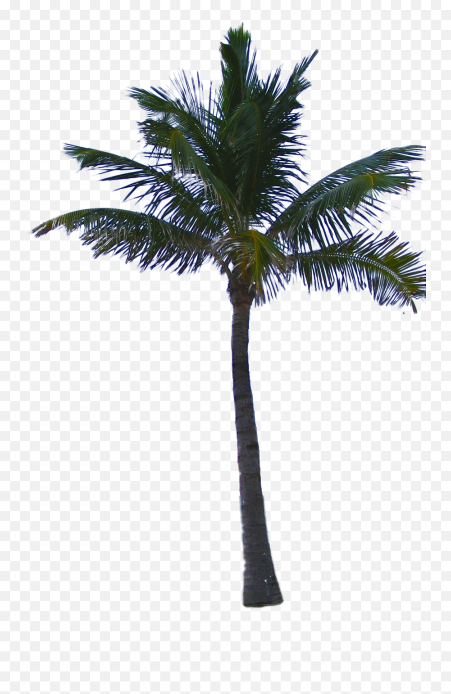 Palm Tree Png Image 2501 - Photoshop Palm Tree Png Emoji,Download Emoji For Palm Trees