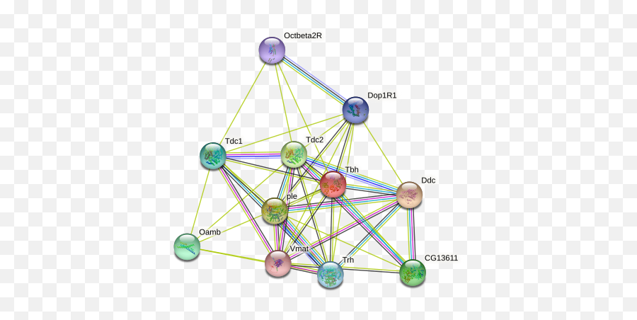 Tbh Protein Drosophila Melanogaster - String Interaction Emoji,Rat Locust Emotion