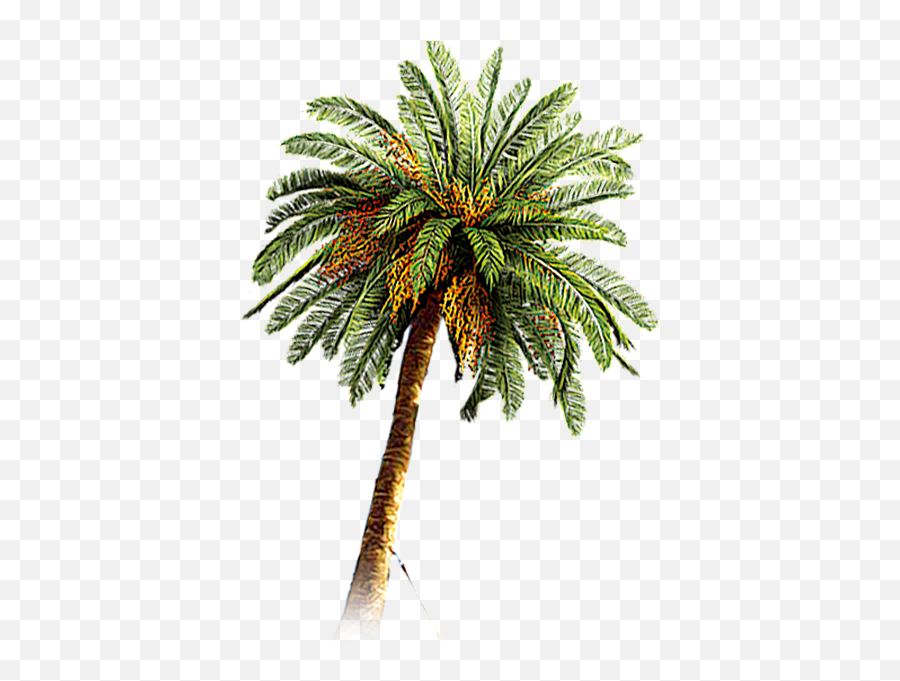 Coconut Arecaceae Date Palm - Dates Tree Images Png Emoji,Palm Tree Book Emoji