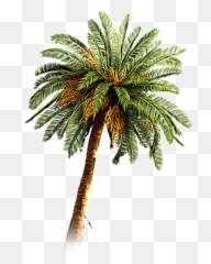 Coconut Arecaceae Date Palm - Dates Tree Images Png Emoji,Palm Tree Book Emoji