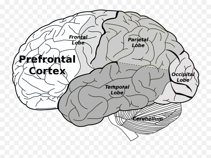 Go Full Frontal To Be Smart - Lobes Of The Brain Emoji,Frontal Lobe Emotion