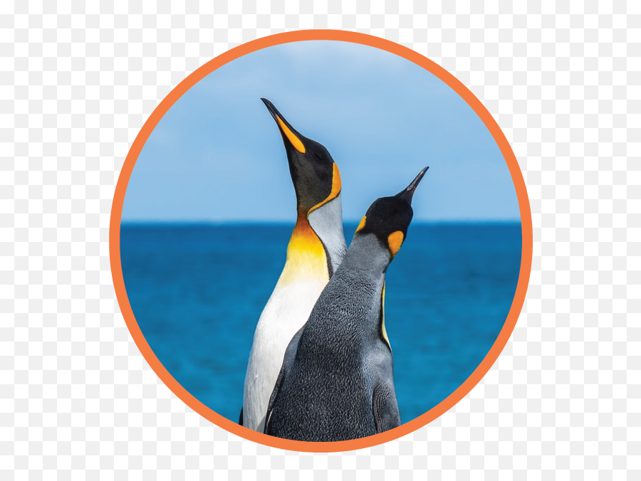 Room Information Emoji,Penquin Emoji