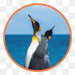Room Information Emoji,Penquin Emoji