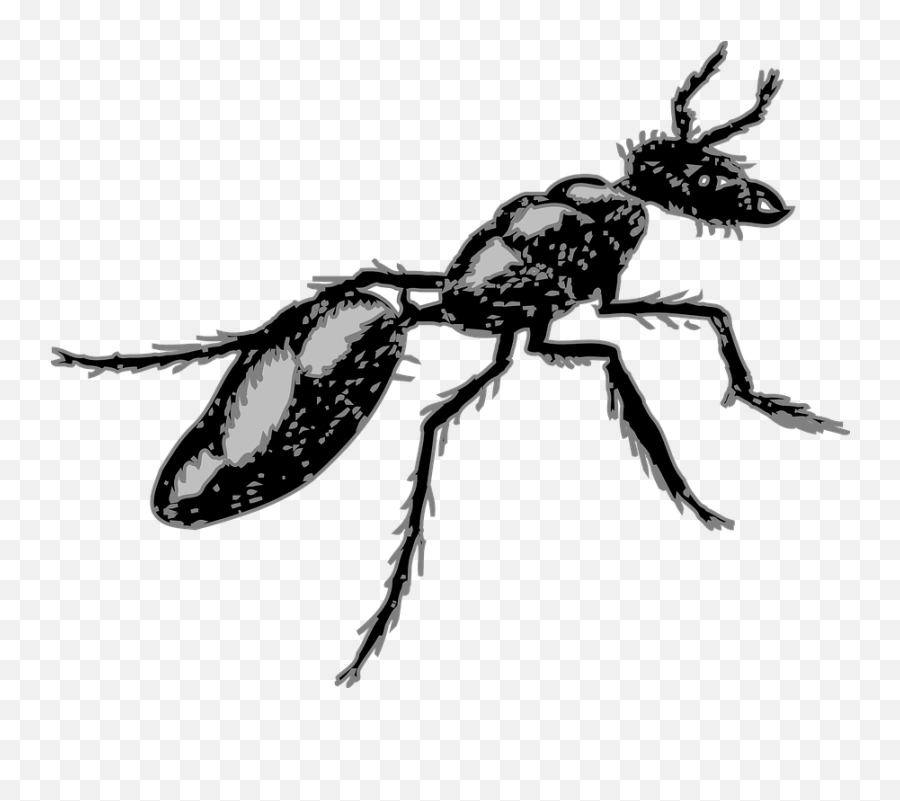 Big Image Insects Drawing Clipart Full - Insects Segmented Bodies Emoji,Sleep Ant Ladybug Ant Emoji