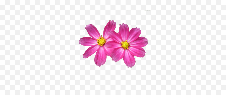 Dahlia Flower Png Image Pink - 6472 Transparentpng Pink Flower Free Png Emoji,Pink Flower Emoji Transparent