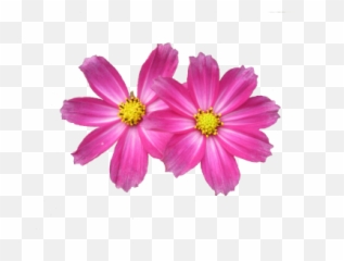 Dahlia Flower Png Image Pink - 6472 Transparentpng Pink Flower Free Png Emoji,Pink Flower Emoji Transparent