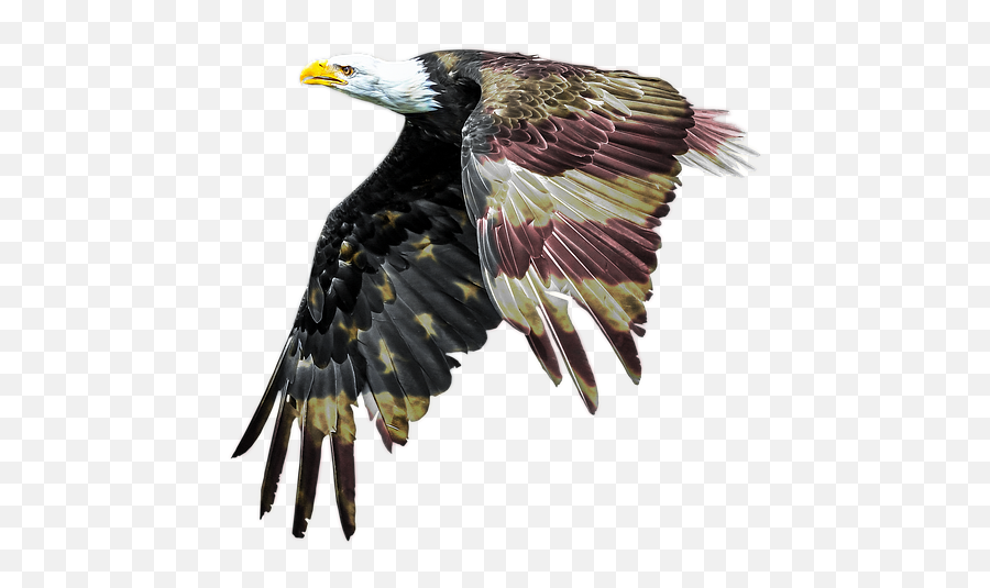 Free Photo Patriotism Bald Eagle - Aguila Calva Americana Png Emoji,The Emotions Of Eagles