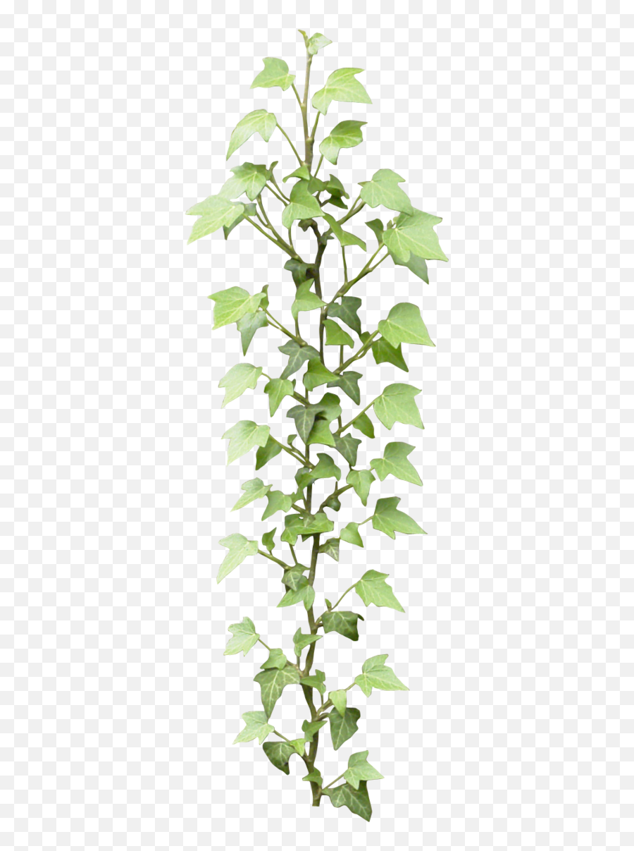 Ivy Strand Png Ivy Png U0026 Psd Images With Full Transparency - Portable Network Graphics Emoji,Poison Ivy Leaf Emoticon