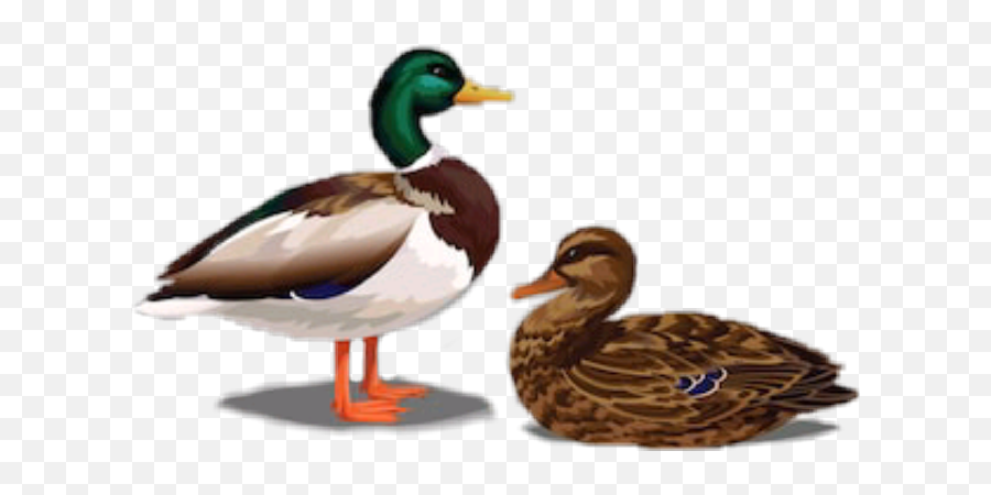 Duck Sticker Challenge On Picsart - Realistic Duck Vector Emoji,Heart Eyes Emoji Duck