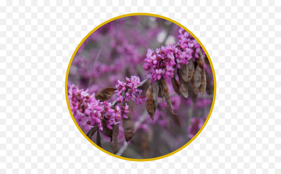 Uc Davis Arboretum And Public Garden - Support California Pollinator Emoji,Picture Of Sweet Emotion Abelia In Garden