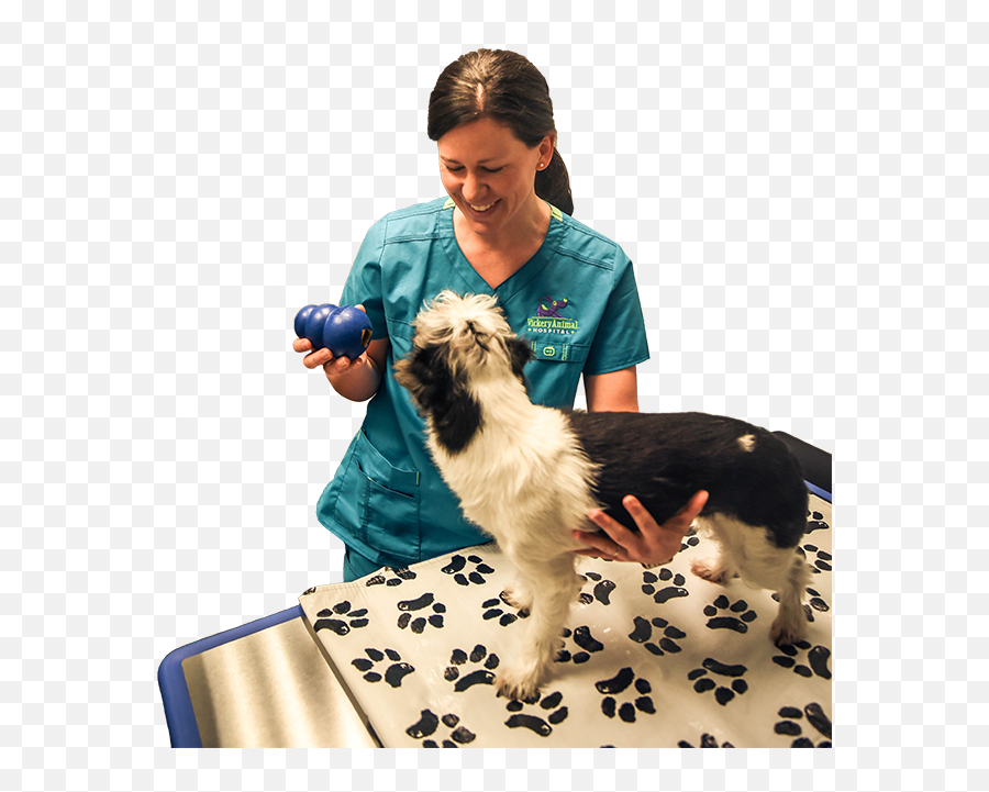 Welcome To Vickery Animal Hospital Serving Pet Owners Of - Dog Bed Emoji,Emotions Pet Copywriter