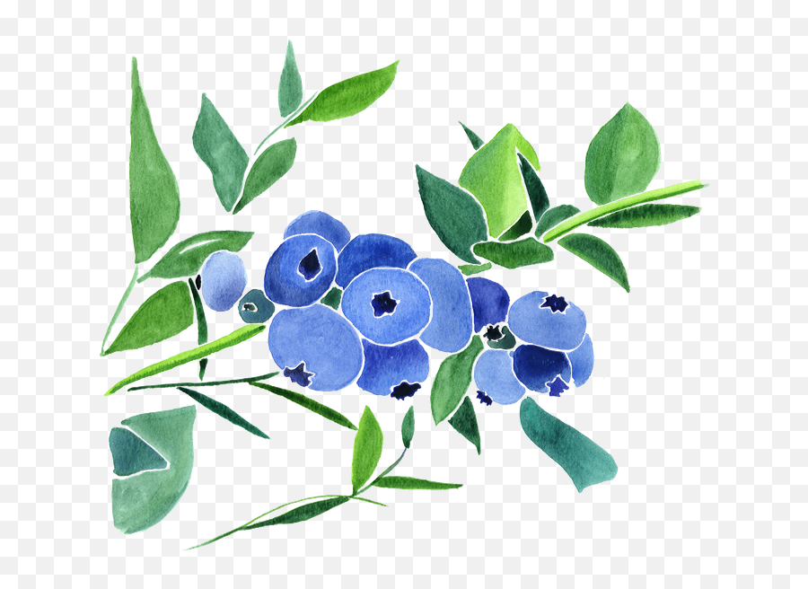 Large Blueberries Watercolor Print Art Art U0026 Collectibles - Fresh Emoji,Steam Emoticon Art Unicorn