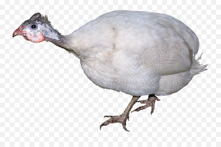 Turkey Bird Png Hd Image - High Quality Image For Free Here Emoji,Turkey Leg Emoji