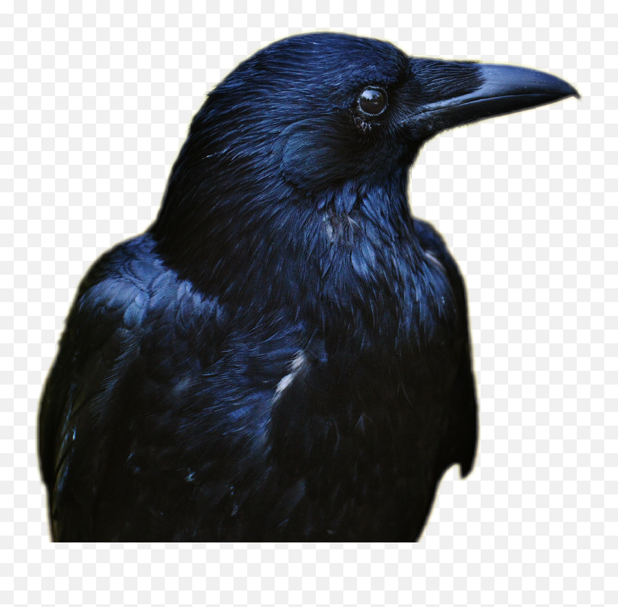 Raven Bird Black Rabe Tier Schwarz Sticker By Bianca - Crow Hd Emoji,Raven Emoji
