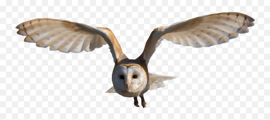 Barn Owl Png Emoji,Dreadhead Emoji