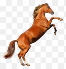 Horses Stickers For Whatsapp - Horse Isolated Emoji,Flag Horse Dancing Music Emoji