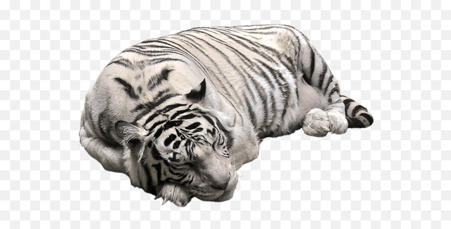 White Tiger Png - White Tiger Png Transparent Emoji,Tigre Whatsapp Emoticon