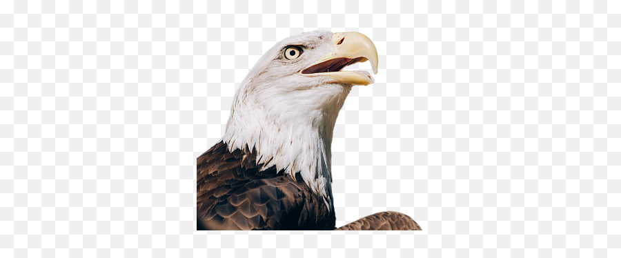 Free Bald Eagle Eagle Illustrations - Bald Eagle Transparent Emoji,The Emotions Of Eagles