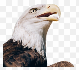 Free Bald Eagle Eagle Illustrations - Bald Eagle Transparent Emoji,The Emotions Of Eagles