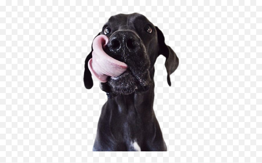 Pure Love Dog Food - Dog Emoji,Bbc Dogs Emotions