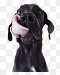 Pure Love Dog Food - Dog Emoji,Bbc Dogs Emotions