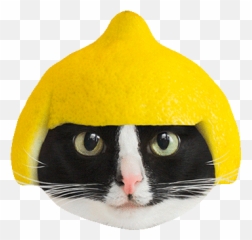 Adventure Gifs - Get The Best Gif On Giphy Cat Apparel Emoji,:cripes: Emoticon
