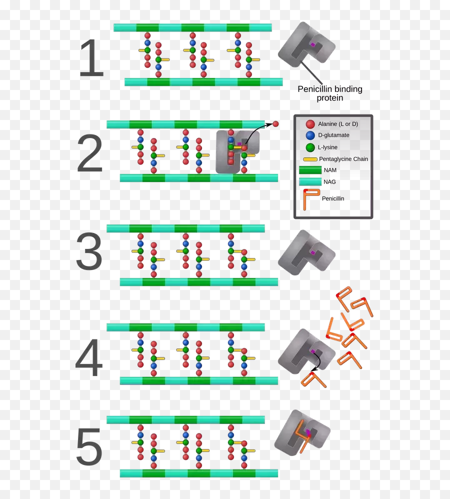 What Are The Different Classes Of Antibiotics - Quora Bacteria Cross Linking Cell Wall Emoji,Iron Hands Emotion Inhibitor